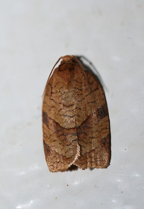 Parallel-banded Leafroller Moth (Choristoneura parallela) At porchlights near an overgrown backyard habitat in NW Georgia (Gordon County).<br />
<br />
Hopefully I ID&#039;ed this correctly. ID based on comparisons between Archips purpurana, Choristoneura rosaceana, and Choristoneura parrallela on BugGuide. <a href="https://bugguide.net/node/view/72465" rel="nofollow">https://bugguide.net/node/view/72465</a><br />
<br />
<figure class="photo"><a href="https://www.jungledragon.com/image/63953/parallel-banded_leafroller_moth_choristoneura_parallela.html" title="Parallel-banded Leafroller Moth (Choristoneura parallela)"><img src="https://s3.amazonaws.com/media.jungledragon.com/images/3231/63953_thumb.jpg?AWSAccessKeyId=05GMT0V3GWVNE7GGM1R2&Expires=1759968010&Signature=FI%2BuTxSk8P5IPnOmg85Q8wndT4c%3D" width="114" height="152" alt="Parallel-banded Leafroller Moth (Choristoneura parallela) At porchlights near an overgrown backyard habitat in NW Georgia (Gordon County).<br />
<br />
Hopefully I ID&#039;ed this correctly. ID based on comparisons between Archips purpurana, Choristoneura rosaceana, and Choristoneura parrallela on BugGuide. https://bugguide.net/node/view/72465<br />
https://www.jungledragon.com/image/63954/parallel-banded_leafroller_moth_choristoneura_parallela.html Choristoneura parallela,Geotagged,Moth Week 2018,Summer,United States,lepidoptera,moth,moths" /></a></figure> Choristoneura parallela,Geotagged,Moth Week 2018,Summer,United States,lepidoptera,moth,moths