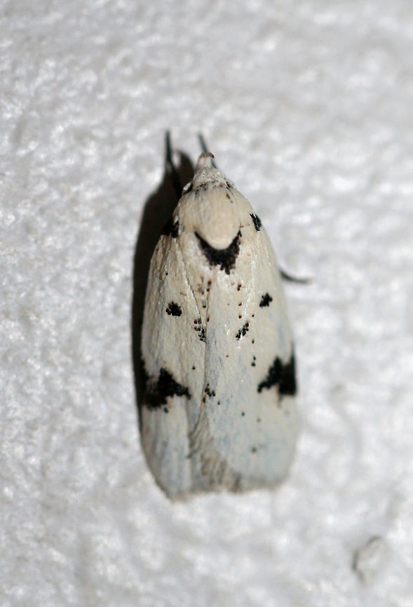 Black-marked Inga Moth (Inga sparsiciliella) Resting on a cool freezer surface below porch lights near an overgrown backyard habitat.<br />
 Black-marked inga moth,Geotagged,Inga sparsiciliella,Summer,United States,inga,lepidoptera,moth,moth week 2018,moths