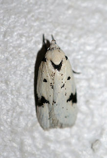 Black-marked Inga Moth (Inga sparsiciliella) Resting on a cool freezer surface below porch lights near an overgrown backyard habitat.
 Black-marked inga moth,Geotagged,Inga sparsiciliella,Summer,United States,inga,lepidoptera,moth,moth week 2018,moths