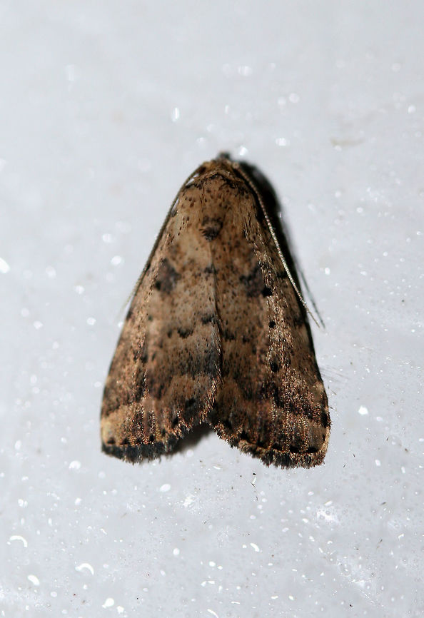Common Arugisa Moth (Arugisa lutea) At porchlights near an overgrown backyard habitat. This individual has a darker, browner coloration than my previously posted one. Arugisa lutea,Common arugisa moth,Geotagged,Lepidoptera,Summer,United States,moth,moths