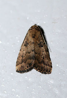 Common Arugisa Moth (Arugisa lutea) At porchlights near an overgrown backyard habitat. This individual has a darker, browner coloration than my previously posted one. Arugisa lutea,Common arugisa moth,Geotagged,Lepidoptera,Summer,United States,moth,moths