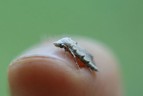 Sorghum Webworm Moth (Nola cereella) Resting on a cool surface of a chest freezer at front porch lights near an overgrown backyard habitat. Seemed to have no problem being handled at dawn! Geotagged,Nola cereella,Sorghum Webworm Moth,Summer,United States