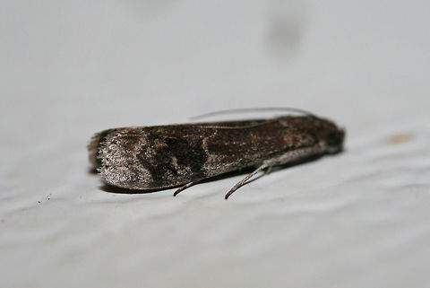 American Plum Borer Moth (Euzophera semifuneralis) At porchlights near an overgrown backyard habitat in NW Georgia.
https://www.jungledragon.com/image/63983/american_plum_borer_moth_euzophera_semifuneralis.html American plum borer,Euzophera semifuneralis,Geotagged,Summer,United States