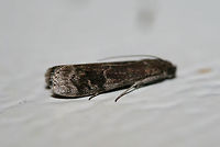 American Plum Borer Moth (Euzophera semifuneralis) At porchlights near an overgrown backyard habitat in NW Georgia.<br />
https://www.jungledragon.com/image/63983/american_plum_borer_moth_euzophera_semifuneralis.html American plum borer,Euzophera semifuneralis,Geotagged,Summer,United States