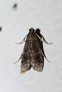 American Plum Borer Moth (Euzophera semifuneralis) At porchlights near an overgrown backyard habitat in NW Georgia.
https://www.jungledragon.com/image/63982/american_plum_borer_moth_euzophera_semifuneralis.html
 American plum borer,Euzophera semifuneralis,Geotagged,Summer,United States