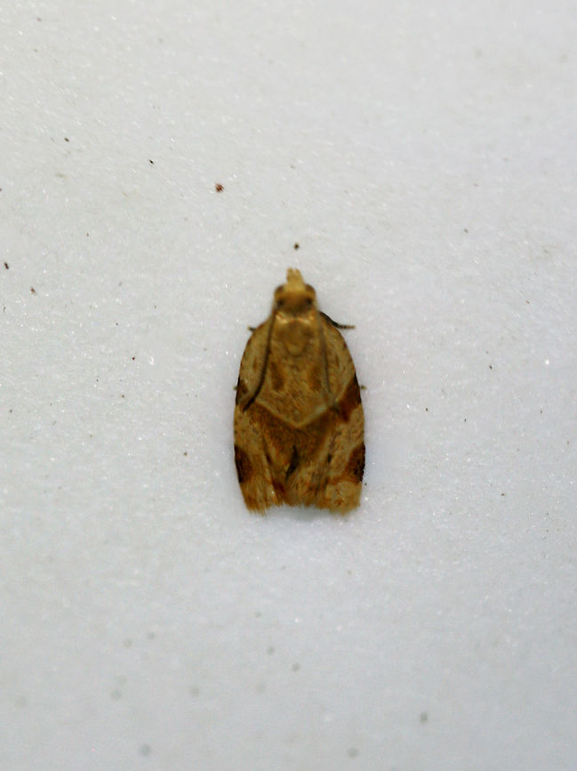 Garden Tortrix (Clepsis peritana) At porch lights near an overgrown backyard habitat. I was unable to get a clear, decent shot before it flew away! Clepsis peritana,Geotagged,Summer,United States