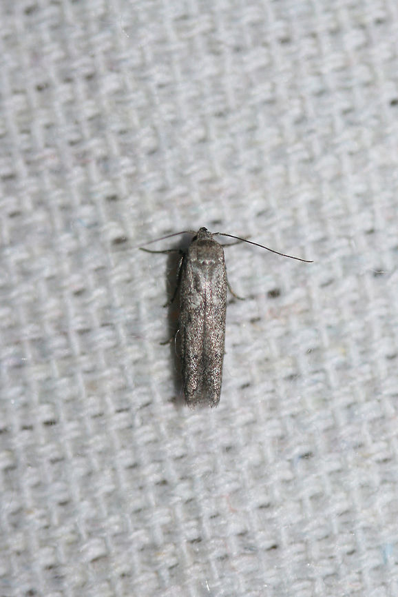 Blastobasid Moth- Family Blastobasidae? At a UV light setup near an overgrown backyard habitat in NW Georgia<br />
 Geotagged,Summer,United States
