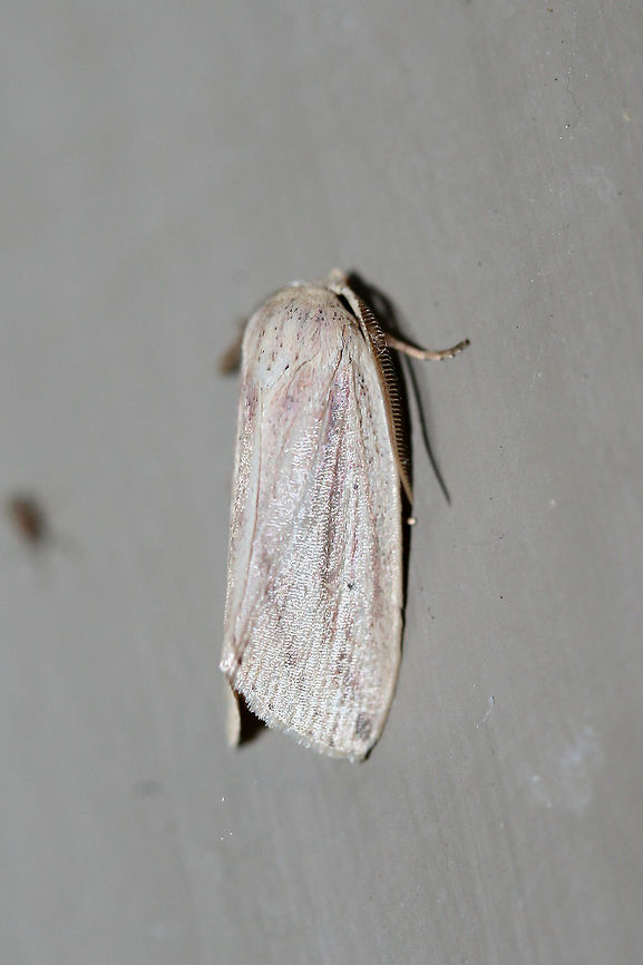 Feeble Grass Moth (Amolita fessa) At porch lights near an overgrown backyard habitat<br />
<figure class="photo"><a href="https://www.jungledragon.com/image/63987/feeble_grass_moth_amolita_fessa.html" title="Feeble Grass Moth (Amolita fessa)"><img src="https://s3.amazonaws.com/media.jungledragon.com/images/3231/63987_thumb.jpg?AWSAccessKeyId=05GMT0V3GWVNE7GGM1R2&Expires=1769040010&Signature=d6nAb7a0YHdOrSBBavkRUXLQrRI%3D" width="102" height="152" alt="Feeble Grass Moth (Amolita fessa) At porch lights near an overgrown backyard habitat.<br />
https://www.jungledragon.com/image/63986/feeble_grass_moth_amolita_fessa.html Amolita fessa,Geotagged,Summer,United States,lepidoptera,moth,moth week 2018,moths" /></a></figure> Amolita fessa,Geotagged,Lepidoptera,Summer,United States,moth,moth week 2018,moths