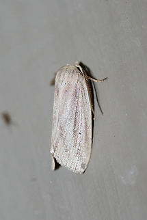Feeble Grass Moth (Amolita fessa) At porch lights near an overgrown backyard habitat
https://www.jungledragon.com/image/63987/feeble_grass_moth_amolita_fessa.html Amolita fessa,Geotagged,Lepidoptera,Summer,United States,moth,moth week 2018,moths