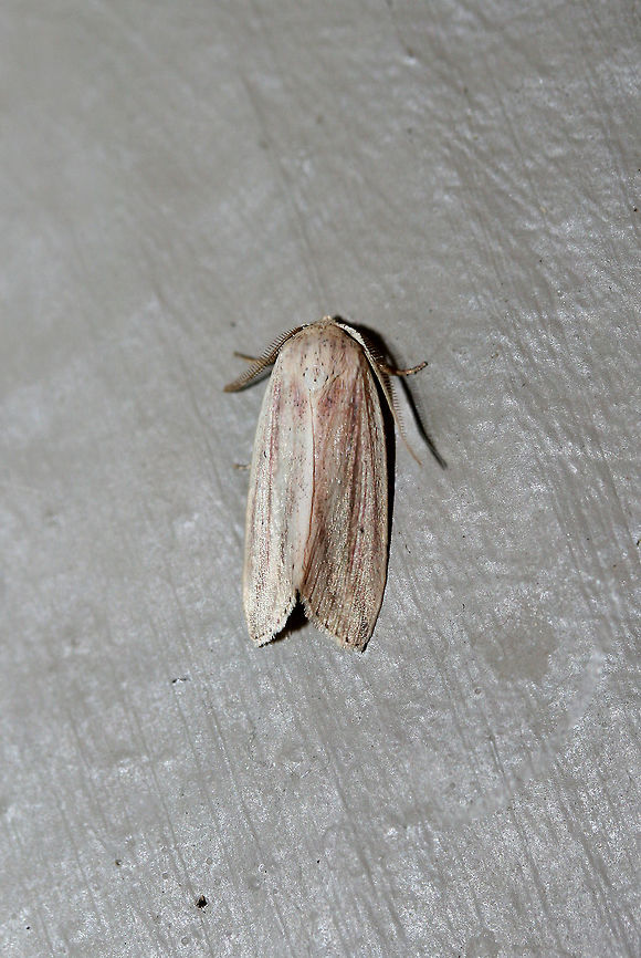 Feeble Grass Moth (Amolita fessa) At porch lights near an overgrown backyard habitat.<br />
<figure class="photo"><a href="https://www.jungledragon.com/image/63986/feeble_grass_moth_amolita_fessa.html" title="Feeble Grass Moth (Amolita fessa)"><img src="https://s3.amazonaws.com/media.jungledragon.com/images/3231/63986_thumb.jpg?AWSAccessKeyId=05GMT0V3GWVNE7GGM1R2&Expires=1763596810&Signature=I%2FksDvfRWSJsJpO%2Bjw6XwuRzZFo%3D" width="102" height="152" alt="Feeble Grass Moth (Amolita fessa) At porch lights near an overgrown backyard habitat<br />
https://www.jungledragon.com/image/63987/feeble_grass_moth_amolita_fessa.html Amolita fessa,Geotagged,Lepidoptera,Summer,United States,moth,moth week 2018,moths" /></a></figure> Amolita fessa,Geotagged,Summer,United States,lepidoptera,moth,moth week 2018,moths