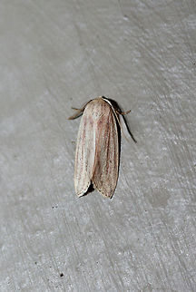 Feeble Grass Moth (Amolita fessa) At porch lights near an overgrown backyard habitat.
https://www.jungledragon.com/image/63986/feeble_grass_moth_amolita_fessa.html Amolita fessa,Geotagged,Summer,United States,lepidoptera,moth,moth week 2018,moths