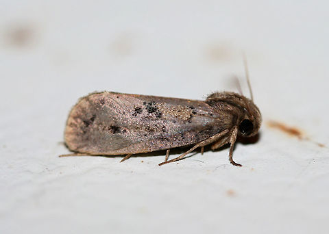 Clemens' Grass Tubeworm Moth (Acrolophus popeanella) Worn moth resting on the cool surface of a chest freezer below porch lights near a back yard habitat. Acrolophus popeanella,Clemens' Grass Tubeworm Moth,Geotagged,Lepidoptera,Summer,United States,moth,moth week 2018,moths