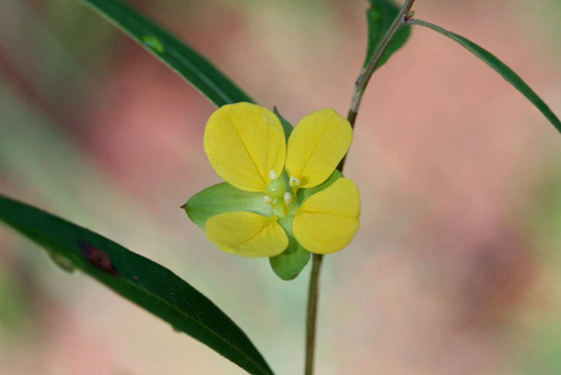 Rattlebox (Ludwigia alternifolia) At the base of a ridge at the edge of a dense mixed harwood/coniferous forest in NW Georgia (Gordon County), US.<br />
<figure class="photo"><a href="https://www.jungledragon.com/image/63991/rattlebox_ludwigia_alternifolia.html" title="Rattlebox (Ludwigia alternifolia)"><img src="https://s3.amazonaws.com/media.jungledragon.com/images/3231/63991_thumb.jpg?AWSAccessKeyId=05GMT0V3GWVNE7GGM1R2&Expires=1767225610&Signature=xjdP7dbgjiE0DBYzkH5wJZKpVZ8%3D" width="200" height="134" alt="Rattlebox (Ludwigia alternifolia) At the base of a ridge at the edge of a dense mixed harwood/coniferous forest in NW Georgia (Gordon County), US.<br />
https://www.jungledragon.com/image/63990/rattlebox_ludwigia_alternifolia.html<br />
https://www.jungledragon.com/image/63992/rattlebox_ludwigia_alternifolia.html Geotagged,Ludwigia alternifolia,Summer,United States" /></a></figure><br />
<figure class="photo"><a href="https://www.jungledragon.com/image/63992/rattlebox_ludwigia_alternifolia.html" title="Rattlebox (Ludwigia alternifolia)"><img src="https://s3.amazonaws.com/media.jungledragon.com/images/3231/63992_thumb.jpg?AWSAccessKeyId=05GMT0V3GWVNE7GGM1R2&Expires=1767225610&Signature=rBUVzXjgVYflBKvhSTLLrqnM51M%3D" width="102" height="152" alt="Rattlebox (Ludwigia alternifolia) At the base of a ridge at the edge of a dense mixed harwood/coniferous forest in NW Georgia (Gordon County), US.<br />
https://www.jungledragon.com/image/63991/rattlebox_ludwigia_alternifolia.html<br />
https://www.jungledragon.com/image/63990/rattlebox_ludwigia_alternifolia.html Geotagged,Ludwigia alternifolia,Summer,United States" /></a></figure> Geotagged,Ludwigia alternifolia,Summer,United States