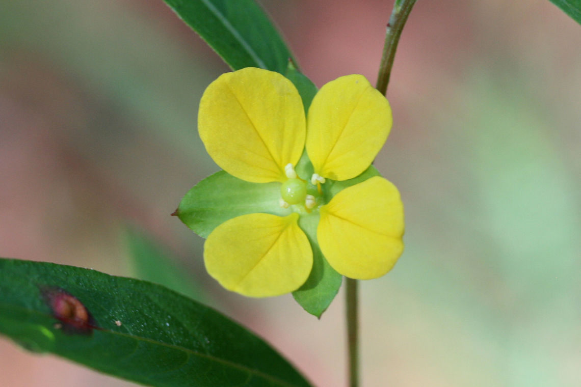 Rattlebox (Ludwigia alternifolia) At the base of a ridge at the edge of a dense mixed harwood/coniferous forest in NW Georgia (Gordon County), US.<br />
<figure class="photo"><a href="https://www.jungledragon.com/image/63990/rattlebox_ludwigia_alternifolia.html" title="Rattlebox (Ludwigia alternifolia)"><img src="https://s3.amazonaws.com/media.jungledragon.com/images/3231/63990_thumb.jpg?AWSAccessKeyId=05GMT0V3GWVNE7GGM1R2&Expires=1767225610&Signature=pOW9zfwEU%2BE3KtwdMFeuzBYhiPY%3D" width="200" height="134" alt="Rattlebox (Ludwigia alternifolia) At the base of a ridge at the edge of a dense mixed harwood/coniferous forest in NW Georgia (Gordon County), US.<br />
https://www.jungledragon.com/image/63991/rattlebox_ludwigia_alternifolia.html<br />
https://www.jungledragon.com/image/63992/rattlebox_ludwigia_alternifolia.html Geotagged,Ludwigia alternifolia,Summer,United States" /></a></figure><br />
<figure class="photo"><a href="https://www.jungledragon.com/image/63992/rattlebox_ludwigia_alternifolia.html" title="Rattlebox (Ludwigia alternifolia)"><img src="https://s3.amazonaws.com/media.jungledragon.com/images/3231/63992_thumb.jpg?AWSAccessKeyId=05GMT0V3GWVNE7GGM1R2&Expires=1767225610&Signature=rBUVzXjgVYflBKvhSTLLrqnM51M%3D" width="102" height="152" alt="Rattlebox (Ludwigia alternifolia) At the base of a ridge at the edge of a dense mixed harwood/coniferous forest in NW Georgia (Gordon County), US.<br />
https://www.jungledragon.com/image/63991/rattlebox_ludwigia_alternifolia.html<br />
https://www.jungledragon.com/image/63990/rattlebox_ludwigia_alternifolia.html Geotagged,Ludwigia alternifolia,Summer,United States" /></a></figure> Geotagged,Ludwigia alternifolia,Summer,United States