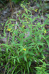 Rattlebox (Ludwigia alternifolia) At the base of a ridge at the edge of a dense mixed harwood/coniferous forest in NW Georgia (Gordon County), US.<br />
https://www.jungledragon.com/image/63991/rattlebox_ludwigia_alternifolia.html<br />
https://www.jungledragon.com/image/63990/rattlebox_ludwigia_alternifolia.html Geotagged,Ludwigia alternifolia,Summer,United States