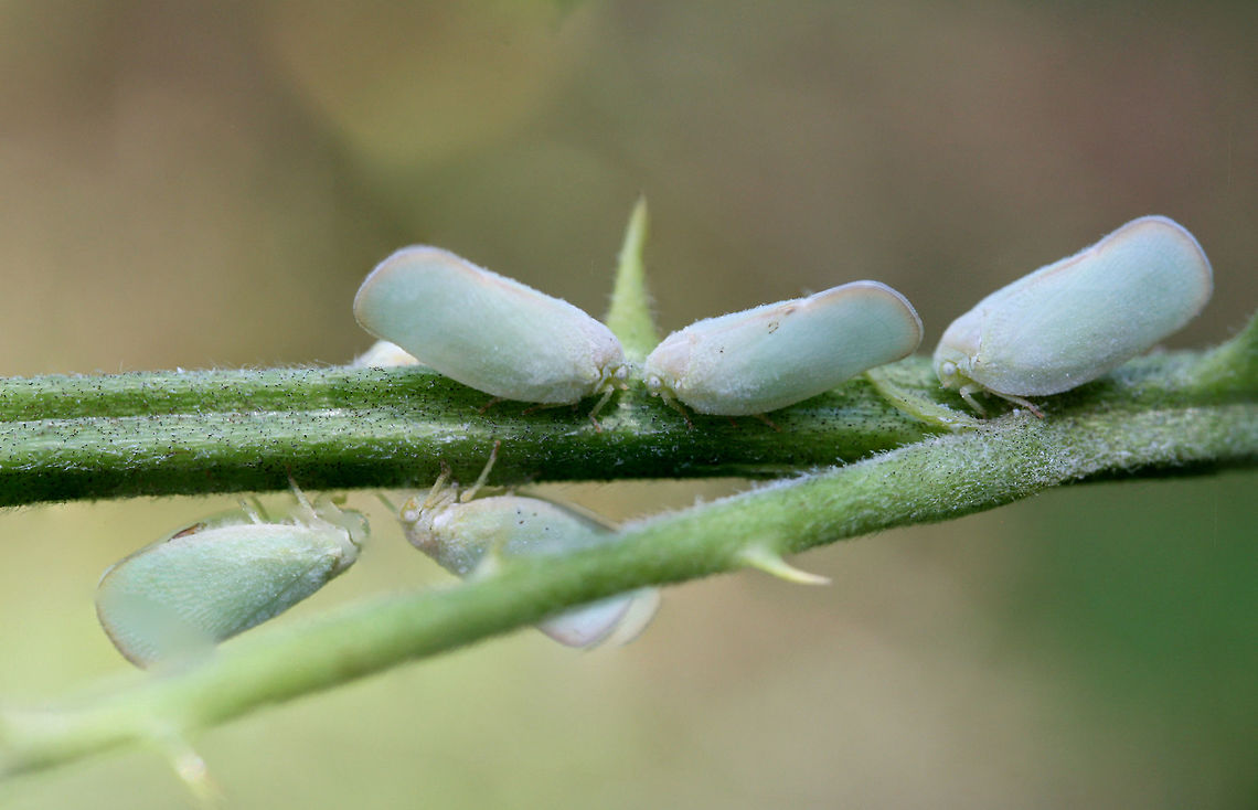 Ormenoides venusta On a blackberry plant in an overgrown backyard habitat.<br />
<br />
I&#039;m not sure what is going on here. I know that egg laying can occur in groups (on the host plant), so I am now wondering if that is what is happening? Geotagged,Ormenoides venusta,Summer,United States