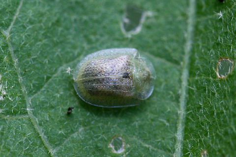 The Eggplant Tortoise Beetle-Gratiana pallidula On foliage in an overgrown backyard habitat in NW Georgia (Gordon County), US.
https://www.jungledragon.com/image/63999/unknown_tortoise_beetle_tribe_cassidini.html Geotagged,Gratiana pallidula,Summer,United States