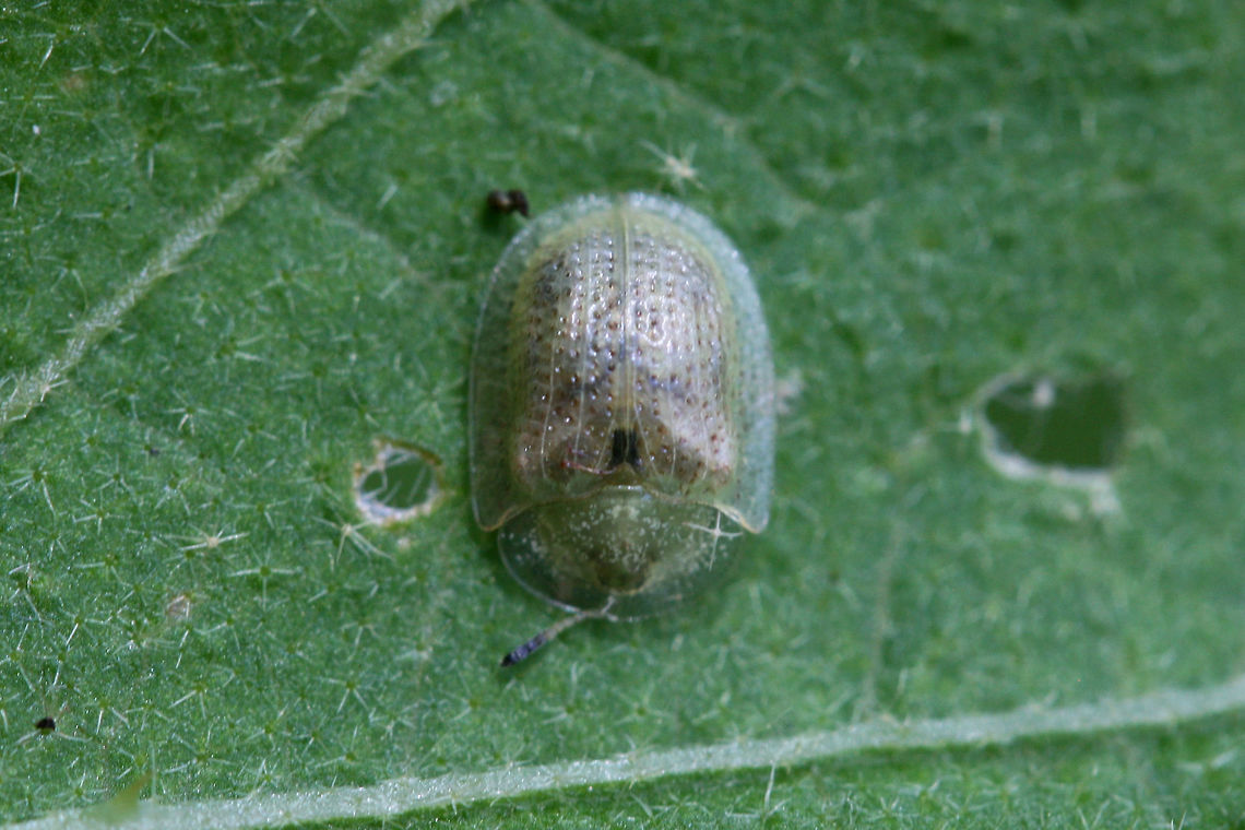 The Eggplant Tortoise Beetle-Gratiana pallidula On foliage in an overgrown backyard habitat in NW Georgia (Gordon County), US.<br />
<figure class="photo"><a href="https://www.jungledragon.com/image/63998/the_eggplant_tortoise_beetle-gratiana_pallidula.html" title="The Eggplant Tortoise Beetle-Gratiana pallidula"><img src="https://s3.amazonaws.com/media.jungledragon.com/images/3231/63998_thumb.jpg?AWSAccessKeyId=05GMT0V3GWVNE7GGM1R2&Expires=1767225610&Signature=N2Q%2B0opBQBxNL%2BQoIR%2F1lPOKRkE%3D" width="200" height="134" alt="The Eggplant Tortoise Beetle-Gratiana pallidula On foliage in an overgrown backyard habitat in NW Georgia (Gordon County), US.<br />
https://www.jungledragon.com/image/63999/unknown_tortoise_beetle_tribe_cassidini.html Geotagged,Gratiana pallidula,Summer,United States" /></a></figure> Geotagged,Gratiana pallidula,Summer,United States