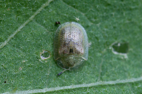 The Eggplant Tortoise Beetle-Gratiana pallidula On foliage in an overgrown backyard habitat in NW Georgia (Gordon County), US.
https://www.jungledragon.com/image/63998/unknown_tortoise_beetle_tribe_cassidini.html Geotagged,Gratiana pallidula,Summer,United States