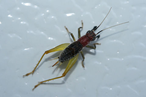 Handsome Trig (Phyllopalpus pulchellus) Near an overgrown backyard habitat.

The Handsome Trig is monotypic of its genus. It is in the Gryllidae (True Cricket) family, but differs much from other Gryllids. It can be identified by its red head and thorax, pale legs, blue-black forewings, and strange palps (mouthparts). It is capable of letting out an extremely fast song for its body size, around 7kHz!

The name "Phyllopalpus" translates from Latin to "beautiful leaf-feeler." This name describes the species well, as it is constantly rotating and moving its palps and antennae. While this seems like a trivial action for an insect, the Handsome Trig is actually "tasting" its environment.


https://www.youtube.com/watch?v=PMsH3oRSPjk
https://youtu.be/3oqRn6xVwXY
 Geotagged,Phyllopalpus pulchellus,Summer,United States