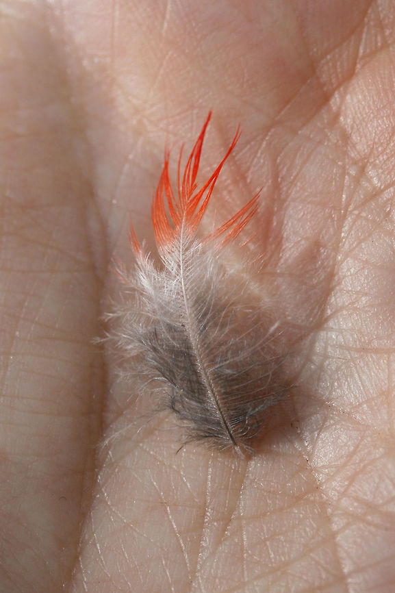 Unknown Bird Feather Lovely little feather found at the edge of a dense mixed hardwood/coniferous forest in NW Georgia (Gordon County), US.<br />
 Cardinalis cardinalis,Geotagged,Northern Cardinal,Summer,United States