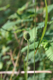 Tall Thimbleweed (Anemone virginiana) Growing on a dirt roadside surrounded by a dense mixed hardwood/coniferous forest.

https://www.jungledragon.com/image/64011/tall_thimbleweed_anemone_virginiana.html Anemone virginiana,Geotagged,Summer,United States