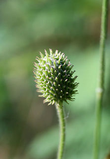 Tall Thimbleweed (Anemone virginiana) Growing on a dirt roadside surrounded by a dense mixed hardwood/coniferous forest.
https://www.jungledragon.com/image/64010/tall_thimbleweed_anemone_virginiana.html Anemone virginiana,Geotagged,Summer,United States