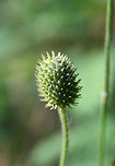 Tall Thimbleweed (Anemone virginiana) Growing on a dirt roadside surrounded by a dense mixed hardwood/coniferous forest.<br />
https://www.jungledragon.com/image/64010/tall_thimbleweed_anemone_virginiana.html Anemone virginiana,Geotagged,Summer,United States