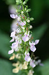 , American Germander (Teucrium canadense) Growing in a wetland habitat in Gwinnett County, GA. Unfortunately, I was unable to get the best shots. I had to hang off of a walkway to get this shot as this was growing in a swampy area (and I was not dressed for the occasion)!<br />
https://www.jungledragon.com/image/64074/american_germander_teucrium_canadense.html Geotagged,Summer,Teucrium canadense,United States,wetland,wetlands