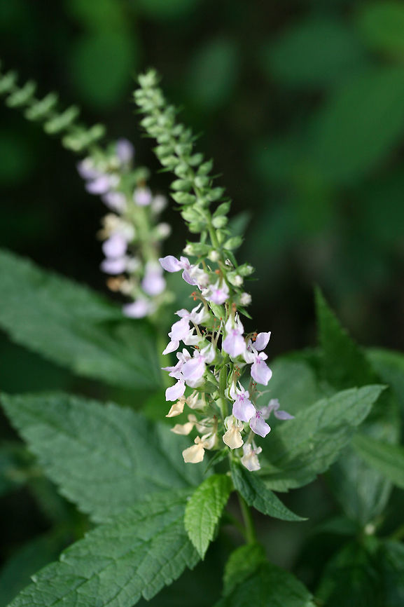 American Germander (Teucrium canadense) Growing in a wetland habitat in Gwinnett County, GA. Unfortunately, I was unable to get the best shots. I had to hang off of a walkway to get this shot as this was growing in a swampy area (and I was not dressed for the occasion)!<br />
<figure class="photo"><a href="https://www.jungledragon.com/image/64073/_american_germander_teucrium_canadense.html" title=", American Germander (Teucrium canadense)"><img src="https://s3.amazonaws.com/media.jungledragon.com/images/3231/64073_thumb.jpg?AWSAccessKeyId=05GMT0V3GWVNE7GGM1R2&Expires=1767225610&Signature=y4qtaWaaTWBwT2ME4stQ7FQV26Y%3D" width="102" height="152" alt=", American Germander (Teucrium canadense) Growing in a wetland habitat in Gwinnett County, GA. Unfortunately, I was unable to get the best shots. I had to hang off of a walkway to get this shot as this was growing in a swampy area (and I was not dressed for the occasion)!<br />
https://www.jungledragon.com/image/64074/american_germander_teucrium_canadense.html Geotagged,Summer,Teucrium canadense,United States,wetland,wetlands" /></a></figure> Geotagged,Summer,Teucrium canadense,United States,wetland,wetlands