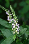 American Germander (Teucrium canadense) Growing in a wetland habitat in Gwinnett County, GA. Unfortunately, I was unable to get the best shots. I had to hang off of a walkway to get this shot as this was growing in a swampy area (and I was not dressed for the occasion)!<br />
https://www.jungledragon.com/image/64073/american_germander_teucrium_canadense.html Geotagged,Summer,Teucrium canadense,United States,wetland,wetlands