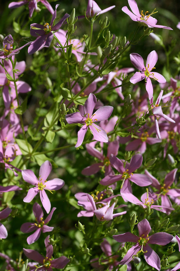 Rosepinks (Sabatia angularis) Growing on a roadside near a dense mixed hardwood/coniferous forest.<br />
<figure class="photo"><a href="https://www.jungledragon.com/image/64077/rosepinks_sabatia_angularis.html" title="Rosepinks (Sabatia angularis)"><img src="https://s3.amazonaws.com/media.jungledragon.com/images/3231/64077_thumb.jpg?AWSAccessKeyId=05GMT0V3GWVNE7GGM1R2&Expires=1759968010&Signature=tXuhkfKdMxl72aTVc%2FHBonLk9Mo%3D" width="102" height="152" alt="Rosepinks (Sabatia angularis) Growing on a roadside near a dense mixed hardwood/coniferous forest.<br />
https://www.jungledragon.com/image/64076/rosepinks_sabatia_angularis.html<br />
https://www.jungledragon.com/image/64075/rosepinks_sabatia_angularis.html Geotagged,Rosepink,Sabatia angularis,Summer,United States" /></a></figure><br />
<figure class="photo"><a href="https://www.jungledragon.com/image/64076/rosepinks_sabatia_angularis.html" title="Rosepinks (Sabatia angularis)"><img src="https://s3.amazonaws.com/media.jungledragon.com/images/3231/64076_thumb.jpg?AWSAccessKeyId=05GMT0V3GWVNE7GGM1R2&Expires=1759968010&Signature=55eP3yO%2FapB49bK3y%2FC%2Bi7wxwI8%3D" width="200" height="134" alt="Rosepinks (Sabatia angularis) Growing on a roadside near a dense mixed hardwood/coniferous forest.<br />
https://www.jungledragon.com/image/64077/rosepinks_sabatia_angularis.html<br />
https://www.jungledragon.com/image/64075/rosepinks_sabatia_angularis.html<br />
 Geotagged,Rosepink,Sabatia angularis,Summer,United States" /></a></figure><br />
 Geotagged,Rosepink,Sabatia angularis,Summer,United States