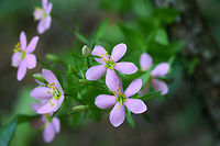 Rosepinks (Sabatia angularis) Growing on a roadside near a dense mixed hardwood/coniferous forest.<br />
https://www.jungledragon.com/image/64077/rosepinks_sabatia_angularis.html<br />
https://www.jungledragon.com/image/64075/rosepinks_sabatia_angularis.html<br />
 Geotagged,Rosepink,Sabatia angularis,Summer,United States