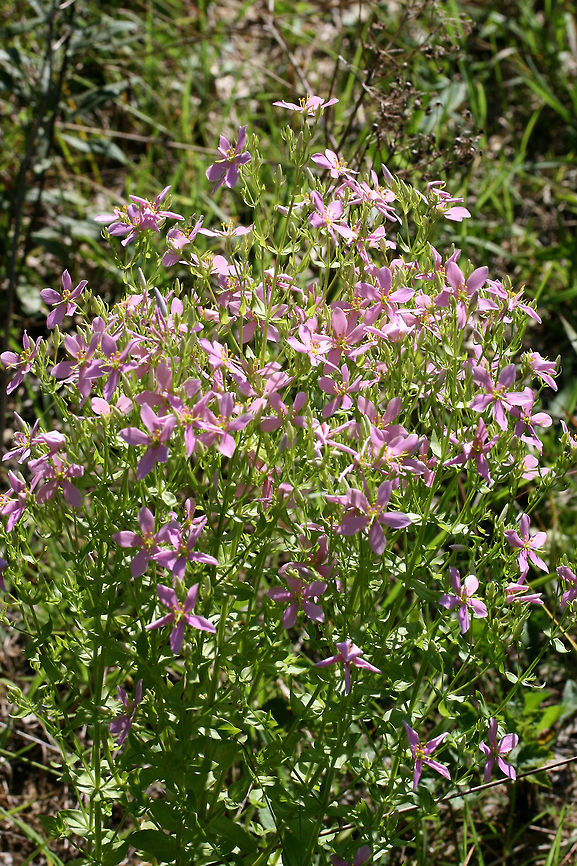 Rosepinks (Sabatia angularis) Growing on a roadside near a dense mixed hardwood/coniferous forest.<br />
<figure class="photo"><a href="https://www.jungledragon.com/image/64076/rosepinks_sabatia_angularis.html" title="Rosepinks (Sabatia angularis)"><img src="https://s3.amazonaws.com/media.jungledragon.com/images/3231/64076_thumb.jpg?AWSAccessKeyId=05GMT0V3GWVNE7GGM1R2&Expires=1770854410&Signature=%2BoFRbSJRTXFp7NCYiIj%2BHzFdG3I%3D" width="200" height="134" alt="Rosepinks (Sabatia angularis) Growing on a roadside near a dense mixed hardwood/coniferous forest.<br />
https://www.jungledragon.com/image/64077/rosepinks_sabatia_angularis.html<br />
https://www.jungledragon.com/image/64075/rosepinks_sabatia_angularis.html<br />
 Geotagged,Rosepink,Sabatia angularis,Summer,United States" /></a></figure><br />
<figure class="photo"><a href="https://www.jungledragon.com/image/64075/rosepinks_sabatia_angularis.html" title="Rosepinks (Sabatia angularis)"><img src="https://s3.amazonaws.com/media.jungledragon.com/images/3231/64075_thumb.jpg?AWSAccessKeyId=05GMT0V3GWVNE7GGM1R2&Expires=1770854410&Signature=8WmkZFvbF4I3nVxjEkP7WJQSZlI%3D" width="102" height="152" alt="Rosepinks (Sabatia angularis) Growing on a roadside near a dense mixed hardwood/coniferous forest.<br />
https://www.jungledragon.com/image/64077/rosepinks_sabatia_angularis.html<br />
https://www.jungledragon.com/image/64076/rosepinks_sabatia_angularis.html<br />
 Geotagged,Rosepink,Sabatia angularis,Summer,United States" /></a></figure> Geotagged,Rosepink,Sabatia angularis,Summer,United States
