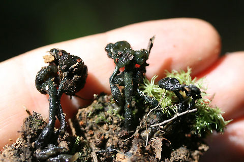 Leotia atrovirens (Past Their Prime) Growing at the base of an oak tree (near roots, in leaf litter) in a dense mixed hardwood/coniferous forest in NW Georgia (Gordon County), US. Geotagged,L. atrovirens,Leotia atrovirens,Summer,United States