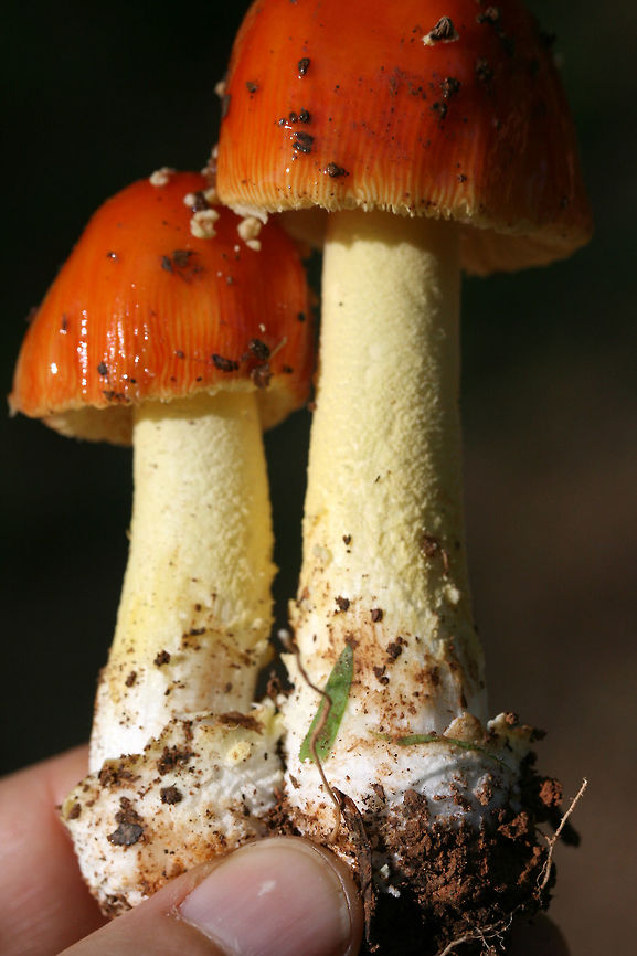 False Caesar's Mushroom (Amanita parcivolvata) At the base of a ridge (growing amongst wildflowers and herbs) at the edge of a dense mixed hardwood/coniferous forest in NW Georgia (Gordon County), US.<br />
<br />
This mushroom looks much like Amanita muscaria or mushrooms in Amanita section Caesareae, however, it lacks the large, cup-like volva at the base of the stipe (typical of the latter) as well as an annulus (typical of the former). It has powdery, volval remnants on its cap which are easily washed away with rain.<br />
<figure class="photo"><a href="https://www.jungledragon.com/image/64081/false_caesars_mushroom_amanita_parcivolvata.html" title="False Caesar's Mushroom (Amanita parcivolvata)"><img src="https://s3.amazonaws.com/media.jungledragon.com/images/3231/64081_thumb.jpg?AWSAccessKeyId=05GMT0V3GWVNE7GGM1R2&Expires=1759968010&Signature=Fo%2BH035QiDa8BAhUkBsJ4bWo4wk%3D" width="102" height="152" alt="False Caesar's Mushroom (Amanita parcivolvata) At the base of a ridge (growing amongst wildflowers and herbs) at the edge of a dense mixed hardwood/coniferous forest in NW Georgia (Gordon County), US.<br />
<br />
This mushroom looks much like Amanita muscaria or mushrooms in Amanita section Caesareae, however, it lacks the large, cup-like volva at the base of the stipe (typical of the latter) as well as an annulus (typical of the former). It has powdery, volval remnants on its cap which are easily washed away with rain.<br />
https://www.jungledragon.com/image/64079/false_caesars_mushroom_amanita_parcivolvata.html<br />
https://www.jungledragon.com/image/64080/false_caesars_mushroom_amanita_parcivolvata.html Amanita parcivolvata,Geotagged,Summer,United States,amanita,false caesar's mushroom,fungi,fungus,mushroom,mushrooms" /></a></figure><br />
<figure class="photo"><a href="https://www.jungledragon.com/image/64079/false_caesars_mushroom_amanita_parcivolvata.html" title="False Caesar's Mushroom (Amanita parcivolvata)"><img src="https://s3.amazonaws.com/media.jungledragon.com/images/3231/64079_thumb.jpg?AWSAccessKeyId=05GMT0V3GWVNE7GGM1R2&Expires=1759968010&Signature=5U9OrQ9GO6tR3TwrG3l2X9M57Uw%3D" width="102" height="152" alt="False Caesar's Mushroom (Amanita parcivolvata) At the base of a ridge (growing amongst wildflowers and herbs) at the edge of a dense mixed hardwood/coniferous forest in NW Georgia (Gordon County), US.<br />
<br />
This mushroom looks much like Amanita muscaria or mushrooms in Amanita section Caesareae, however, it lacks the large, cup-like volva at the base of the stipe (typical of the latter) as well as an annulus (typical of the former). It has powdery, volval remnants on its cap which are easily washed away with rain.<br />
https://www.jungledragon.com/image/64081/false_caesars_mushroom_amanita_parcivolvata.html<br />
https://www.jungledragon.com/image/64080/false_caesars_mushroom_amanita_parcivolvata.html Amanita parcivolvata,Geotagged,Summer,United States,amanita,false caesar's mushroom,fungi,fungus,mushroom,mushrooms" /></a></figure> Amanita parcivolvata,Geotagged,Summer,United States,amanita,false caesar's mushroom,fungi,fungus,mushroom,mushrooms