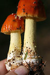 False Caesar's Mushroom (Amanita parcivolvata) At the base of a ridge (growing amongst wildflowers and herbs) at the edge of a dense mixed hardwood/coniferous forest in NW Georgia (Gordon County), US.<br />
<br />
This mushroom looks much like Amanita muscaria or mushrooms in Amanita section Caesareae, however, it lacks the large, cup-like volva at the base of the stipe (typical of the latter) as well as an annulus (typical of the former). It has powdery, volval remnants on its cap which are easily washed away with rain.<br />
https://www.jungledragon.com/image/64081/false_caesars_mushroom_amanita_parcivolvata.html<br />
https://www.jungledragon.com/image/64079/false_caesars_mushroom_amanita_parcivolvata.html Amanita parcivolvata,Geotagged,Summer,United States,amanita,false caesar's mushroom,fungi,fungus,mushroom,mushrooms