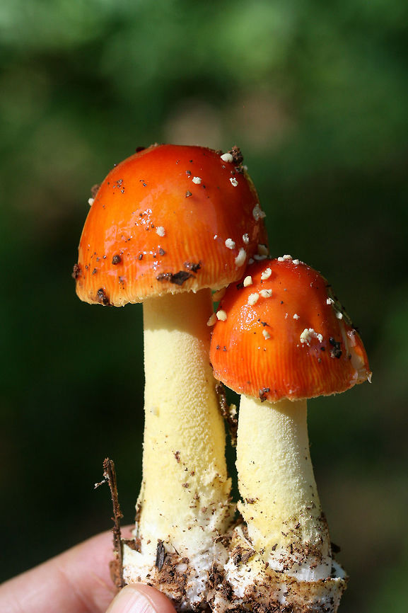 False Caesar's Mushroom (Amanita parcivolvata) At the base of a ridge (growing amongst wildflowers and herbs) at the edge of a dense mixed hardwood/coniferous forest in NW Georgia (Gordon County), US.<br />
<br />
This mushroom looks much like Amanita muscaria or mushrooms in Amanita section Caesareae, however, it lacks the large, cup-like volva at the base of the stipe (typical of the latter) as well as an annulus (typical of the former). It has powdery, volval remnants on its cap which are easily washed away with rain.<br />
<figure class="photo"><a href="https://www.jungledragon.com/image/64079/false_caesars_mushroom_amanita_parcivolvata.html" title="False Caesar&#039;s Mushroom (Amanita parcivolvata)"><img src="https://s3.amazonaws.com/media.jungledragon.com/images/3231/64079_thumb.jpg?AWSAccessKeyId=05GMT0V3GWVNE7GGM1R2&Expires=1767225610&Signature=gX0Qu3hlgTXe65YAKs1h1Q0pzPg%3D" width="102" height="152" alt="False Caesar&#039;s Mushroom (Amanita parcivolvata) At the base of a ridge (growing amongst wildflowers and herbs) at the edge of a dense mixed hardwood/coniferous forest in NW Georgia (Gordon County), US.<br />
<br />
This mushroom looks much like Amanita muscaria or mushrooms in Amanita section Caesareae, however, it lacks the large, cup-like volva at the base of the stipe (typical of the latter) as well as an annulus (typical of the former). It has powdery, volval remnants on its cap which are easily washed away with rain.<br />
https://www.jungledragon.com/image/64081/false_caesars_mushroom_amanita_parcivolvata.html<br />
https://www.jungledragon.com/image/64080/false_caesars_mushroom_amanita_parcivolvata.html Amanita parcivolvata,Geotagged,Summer,United States,amanita,false caesar&#039;s mushroom,fungi,fungus,mushroom,mushrooms" /></a></figure><br />
<figure class="photo"><a href="https://www.jungledragon.com/image/64080/false_caesars_mushroom_amanita_parcivolvata.html" title="False Caesar&#039;s Mushroom (Amanita parcivolvata)"><img src="https://s3.amazonaws.com/media.jungledragon.com/images/3231/64080_thumb.jpg?AWSAccessKeyId=05GMT0V3GWVNE7GGM1R2&Expires=1767225610&Signature=a9w%2FvnFRYOMK7szm1K%2F%2FLO6KPxg%3D" width="102" height="152" alt="False Caesar&#039;s Mushroom (Amanita parcivolvata) At the base of a ridge (growing amongst wildflowers and herbs) at the edge of a dense mixed hardwood/coniferous forest in NW Georgia (Gordon County), US.<br />
<br />
This mushroom looks much like Amanita muscaria or mushrooms in Amanita section Caesareae, however, it lacks the large, cup-like volva at the base of the stipe (typical of the latter) as well as an annulus (typical of the former). It has powdery, volval remnants on its cap which are easily washed away with rain.<br />
https://www.jungledragon.com/image/64081/false_caesars_mushroom_amanita_parcivolvata.html<br />
https://www.jungledragon.com/image/64079/false_caesars_mushroom_amanita_parcivolvata.html Amanita parcivolvata,Geotagged,Summer,United States,amanita,false caesar&#039;s mushroom,fungi,fungus,mushroom,mushrooms" /></a></figure> Amanita parcivolvata,Geotagged,Summer,United States,amanita,false caesar's mushroom,fungi,fungus,mushroom,mushrooms