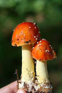 False Caesar's Mushroom (Amanita parcivolvata) At the base of a ridge (growing amongst wildflowers and herbs) at the edge of a dense mixed hardwood/coniferous forest in NW Georgia (Gordon County), US.

This mushroom looks much like Amanita muscaria or mushrooms in Amanita section Caesareae, however, it lacks the large, cup-like volva at the base of the stipe (typical of the latter) as well as an annulus (typical of the former). It has powdery, volval remnants on its cap which are easily washed away with rain.
https://www.jungledragon.com/image/64079/false_caesars_mushroom_amanita_parcivolvata.html
https://www.jungledragon.com/image/64080/false_caesars_mushroom_amanita_parcivolvata.html Amanita parcivolvata,Geotagged,Summer,United States,amanita,false caesar's mushroom,fungi,fungus,mushroom,mushrooms