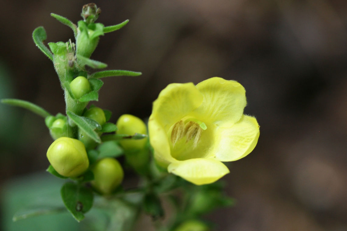 Downy Yellow False Foxglove (Aureolaria virginica) Growing below oaks in a dense mixed hardwood/coniferous forest in NW Georgia.<br />
<figure class="photo"><a href="https://www.jungledragon.com/image/64086/downy_yellow_false_foxglove_aureolaria_virginica.html" title="Downy Yellow False Foxglove (Aureolaria virginica)"><img src="https://s3.amazonaws.com/media.jungledragon.com/images/3231/64086_thumb.jpg?AWSAccessKeyId=05GMT0V3GWVNE7GGM1R2&Expires=1759968010&Signature=E6yeOInkMzmct1%2BX3DgzQuRfxK0%3D" width="108" height="152" alt="Downy Yellow False Foxglove (Aureolaria virginica) Growing below oaks in a dense mixed hardwood/coniferous forest in NW Georgia.<br />
https://www.jungledragon.com/image/64085/downy_yellow_false_foxglove_aureolaria_virginica.html Aureolaria virginica,Geotagged,Summer,United States" /></a></figure><br />
 Aureolaria virginica,Geotagged,Summer,United States