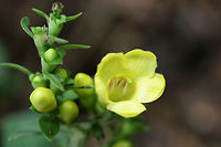 Downy Yellow False Foxglove (Aureolaria virginica) Growing below oaks in a dense mixed hardwood/coniferous forest in NW Georgia.<br />
https://www.jungledragon.com/image/64086/downy_yellow_false_foxglove_aureolaria_virginica.html<br />
Aureolaria virginica,Geotagged,Summer,United States