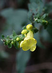 Downy Yellow False Foxglove (Aureolaria virginica) Growing below oaks in a dense mixed hardwood/coniferous forest in NW Georgia.<br />
https://www.jungledragon.com/image/64085/downy_yellow_false_foxglove_aureolaria_virginica.html Aureolaria virginica,Geotagged,Summer,United States