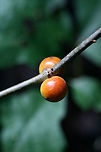 Bullet Gall Wasp (Disholcaspis quercusglobulus) Galls on oak (Quercus sp.) stem.<br />
https://www.jungledragon.com/image/64089/bullet_gall_wasp_disholcaspis_quercusglobulus.html<br />
<br />
Host plant:<br />
https://www.jungledragon.com/image/64090/bullet_gall_wasp_disholcaspis_quercusglobulus.html Disholcaspis quercusglobulus,Geotagged,Summer,United States