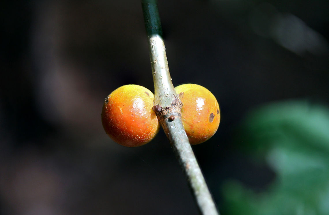 Bullet Gall Wasp (Disholcaspis quercusglobulus) Galls on oak (Quercus sp.) stem.<br />
<figure class="photo"><a href="https://www.jungledragon.com/image/64088/bullet_gall_wasp_disholcaspis_quercusglobulus.html" title="Bullet Gall Wasp (Disholcaspis quercusglobulus)"><img src="https://s3.amazonaws.com/media.jungledragon.com/images/3231/64088_thumb.jpg?AWSAccessKeyId=05GMT0V3GWVNE7GGM1R2&Expires=1769040010&Signature=3yTQxu6M8hXyfxfHBQAsmWvzRS4%3D" width="102" height="152" alt="Bullet Gall Wasp (Disholcaspis quercusglobulus) Galls on oak (Quercus sp.) stem.<br />
https://www.jungledragon.com/image/64089/bullet_gall_wasp_disholcaspis_quercusglobulus.html<br />
<br />
Host plant:<br />
https://www.jungledragon.com/image/64090/bullet_gall_wasp_disholcaspis_quercusglobulus.html Disholcaspis quercusglobulus,Geotagged,Summer,United States" /></a></figure><br />
<br />
Host plant:<br />
<figure class="photo"><a href="https://www.jungledragon.com/image/64090/bullet_gall_wasp_disholcaspis_quercusglobulus.html" title="Bullet Gall Wasp (Disholcaspis quercusglobulus)"><img src="https://s3.amazonaws.com/media.jungledragon.com/images/3231/64090_thumb.jpg?AWSAccessKeyId=05GMT0V3GWVNE7GGM1R2&Expires=1769040010&Signature=w1dJjuAhy5tbvWI2tjrN8MR0AAM%3D" width="200" height="134" alt="Bullet Gall Wasp (Disholcaspis quercusglobulus) Galls on oak (Quercus sp.) stem.<br />
https://www.jungledragon.com/image/64089/bullet_gall_wasp_disholcaspis_quercusglobulus.html<br />
https://www.jungledragon.com/image/64088/bullet_gall_wasp_disholcaspis_quercusglobulus.html Disholcaspis quercusglobulus,Geotagged,Summer,United States" /></a></figure> Disholcaspis quercusglobulus,Geotagged,Summer,United States