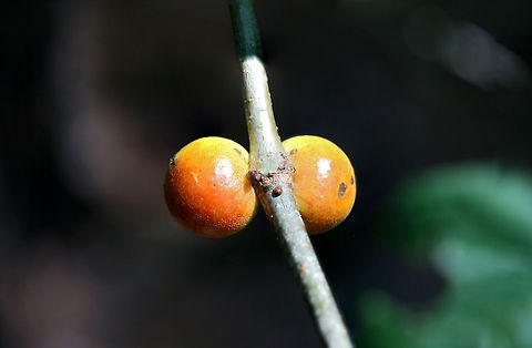 Bullet Gall Wasp (Disholcaspis quercusglobulus) Galls on oak (Quercus sp.) stem.
https://www.jungledragon.com/image/64088/bullet_gall_wasp_disholcaspis_quercusglobulus.html

Host plant:
https://www.jungledragon.com/image/64090/bullet_gall_wasp_disholcaspis_quercusglobulus.html Disholcaspis quercusglobulus,Geotagged,Summer,United States