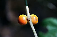 Bullet Gall Wasp (Disholcaspis quercusglobulus) Galls on oak (Quercus sp.) stem.<br />
https://www.jungledragon.com/image/64088/bullet_gall_wasp_disholcaspis_quercusglobulus.html<br />
<br />
Host plant:<br />
https://www.jungledragon.com/image/64090/bullet_gall_wasp_disholcaspis_quercusglobulus.html Disholcaspis quercusglobulus,Geotagged,Summer,United States