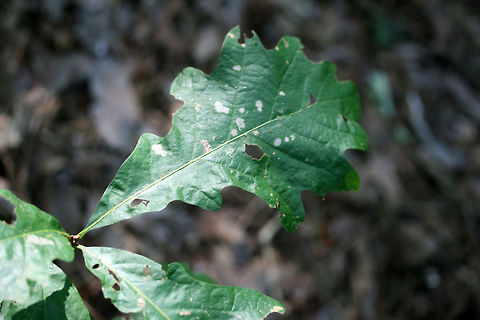 Bullet Gall Wasp (Disholcaspis quercusglobulus) Galls on oak (Quercus sp.) stem.
https://www.jungledragon.com/image/64089/bullet_gall_wasp_disholcaspis_quercusglobulus.html
https://www.jungledragon.com/image/64088/bullet_gall_wasp_disholcaspis_quercusglobulus.html Disholcaspis quercusglobulus,Geotagged,Summer,United States