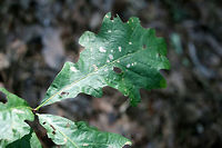 Bullet Gall Wasp (Disholcaspis quercusglobulus) Galls on oak (Quercus sp.) stem.<br />
https://www.jungledragon.com/image/64089/bullet_gall_wasp_disholcaspis_quercusglobulus.html<br />
https://www.jungledragon.com/image/64088/bullet_gall_wasp_disholcaspis_quercusglobulus.html Disholcaspis quercusglobulus,Geotagged,Summer,United States