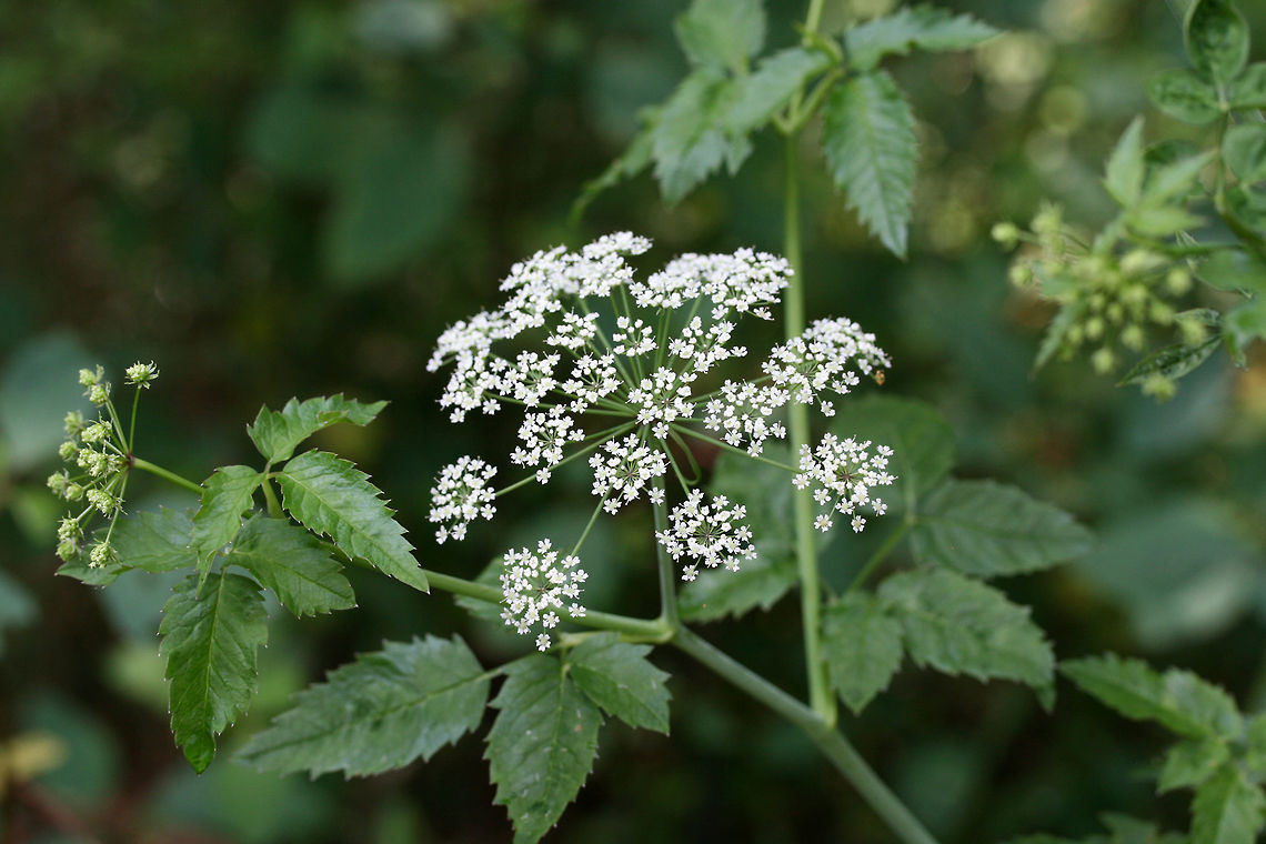 Water Hemlock (Cicuta maculata) Growing in a wetland in Gwinnett County, Georgia.<br />
<br />
I'm pretty sure I have this ID'ed correctly. Someone feel free to correct me if I'm wrong!<br />
<br />
Water Hemlock is a highly poisonous plant within the Carrot (Apiaceae) family. Cicuta species contain cicutoxin, a chemical which stimulates the nervous system, resulting in violent convulsions, vomiting, muscle spasms, dilation of the pupils, and respiratory paralysis leading to death. Symptoms can occur within 15 minutes and death can occur within just a few hours!<br />
<figure class="photo"><a href="https://www.jungledragon.com/image/64092/water_hemlock_cicuta_maculata.html" title="Water Hemlock (Cicuta maculata)"><img src="https://s3.amazonaws.com/media.jungledragon.com/images/3231/64092_thumb.jpg?AWSAccessKeyId=05GMT0V3GWVNE7GGM1R2&Expires=1759968010&Signature=vzRoTsgzFq6P0a8OTeuHvG6to%2FU%3D" width="200" height="134" alt="Water Hemlock (Cicuta maculata) Growing in a wetland in Gwinnett County, Georgia.<br />
<br />
I'm pretty sure I have this ID'ed correctly. Someone feel free to correct me if I'm wrong!<br />
<br />
Water Hemlock is a highly poisonous plant within the Carrot (Apiaceae) family. Cicuta species contain cicutoxin, a chemical which stimulates the nervous system, resulting in violent convulsions, vomiting, muscle spasms, dilation of the pupils, and respiratory paralysis leading to death. Symptoms can occur within 15 minutes and death can occur within just a few hours!<br />
https://www.jungledragon.com/image/64091/water_hemlock_cicuta_maculata.html Cicuta,Cicuta maculata,Geotagged,Summer,United States,hemlock,water hemlock,wetland,wetlands" /></a></figure> Cicuta,Cicuta maculata,Geotagged,Summer,United States,hemlock,water hemlock,wetland,wetlands