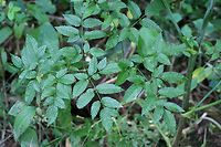 Water Hemlock (Cicuta maculata) Growing in a wetland in Gwinnett County, Georgia.<br />
<br />
I'm pretty sure I have this ID'ed correctly. Someone feel free to correct me if I'm wrong!<br />
<br />
Water Hemlock is a highly poisonous plant within the Carrot (Apiaceae) family. Cicuta species contain cicutoxin, a chemical which stimulates the nervous system, resulting in violent convulsions, vomiting, muscle spasms, dilation of the pupils, and respiratory paralysis leading to death. Symptoms can occur within 15 minutes and death can occur within just a few hours!<br />
https://www.jungledragon.com/image/64091/water_hemlock_cicuta_maculata.html Cicuta,Cicuta maculata,Geotagged,Summer,United States,hemlock,water hemlock,wetland,wetlands